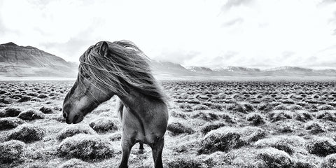 ICELANDIC HORSE